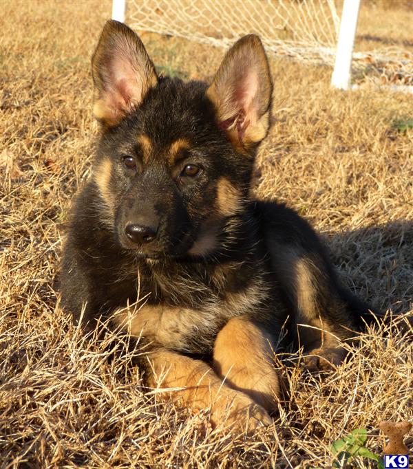 Super Confident Healthy Black/Tan German Shepherd Puppies - repeat breeding ready NOW